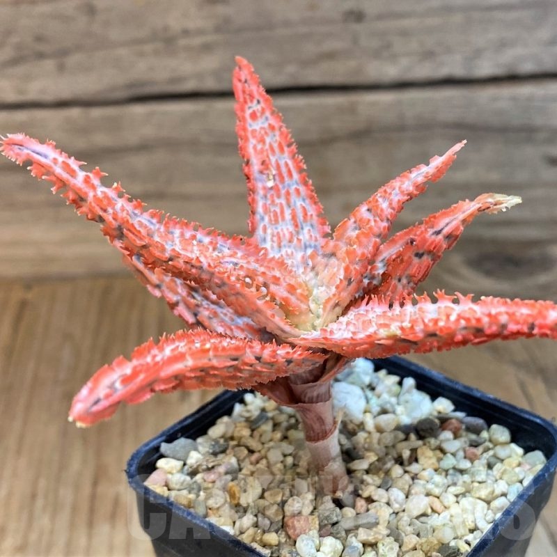 SH23143 Aloe TCT hybrid