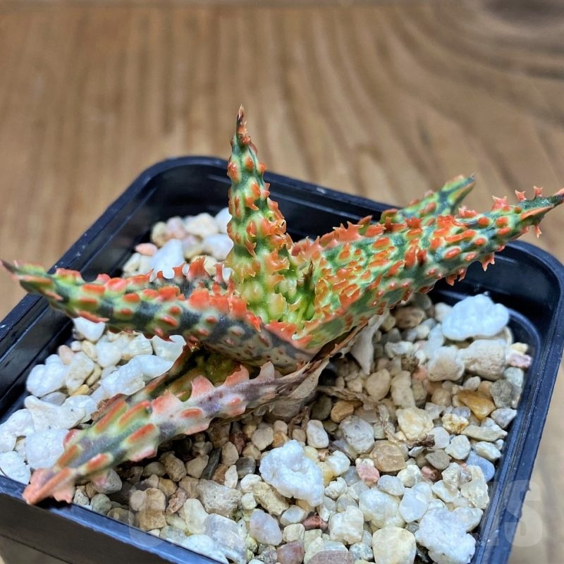 SH23123 Aloe TCT hybrid