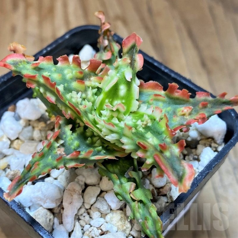 SH23144 Aloe TCT hybrid