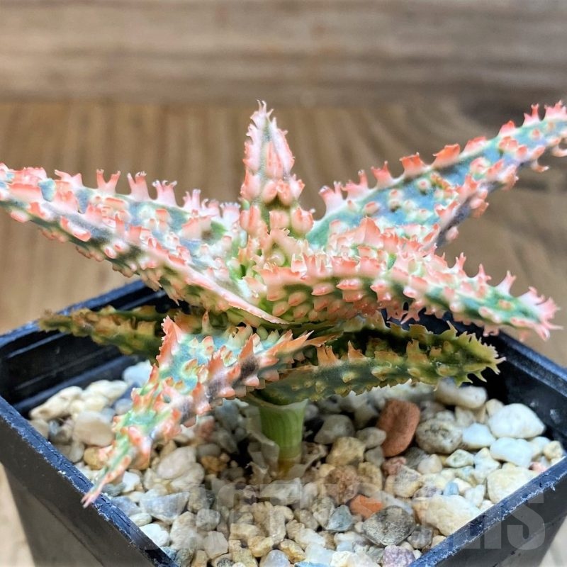SH23145 Aloe TCT hybrid