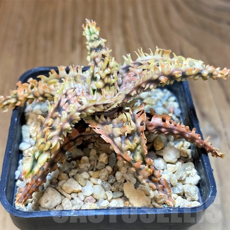 SH23146 Aloe TCT hybrid