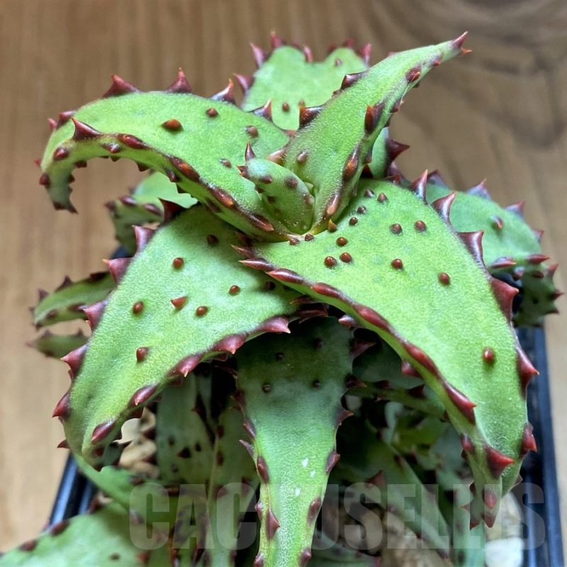 SH23147 Aloe castilloniae hybrid