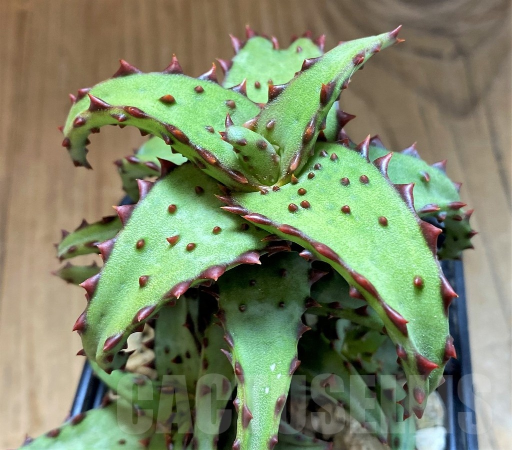 SH23147 Aloe castilloniae hybrid