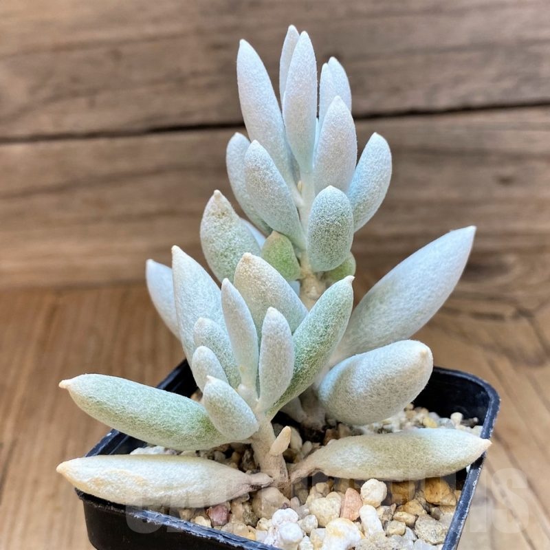 SH23148 Senecio haworthii