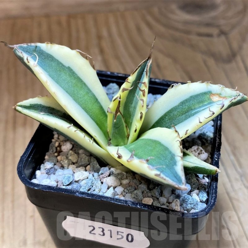 SH23150 Agave titanota f.variegata