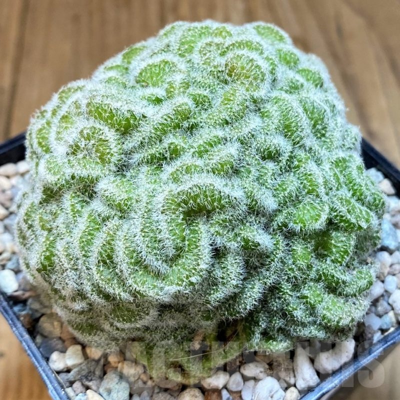 SH23350 Mammillaria geminispina f. cristata