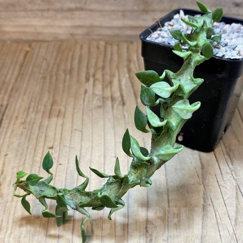 SH23357 Ceropegia simoneae ‘Green Form’