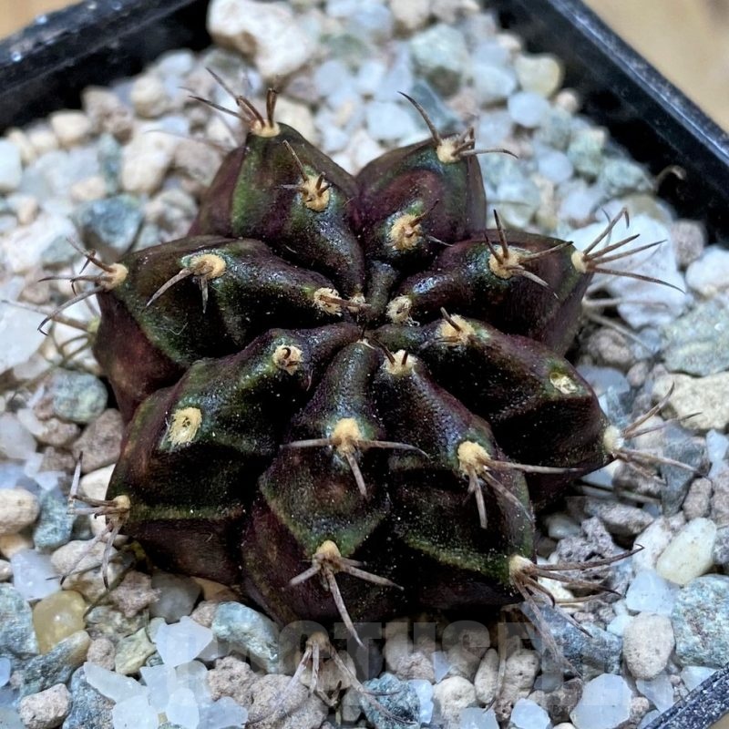 SH23318 Gymnocalycium mihanovichii 'Black Widow'