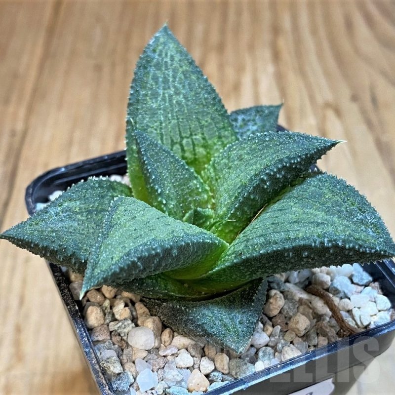 SH23359 Haworthia koelmaniorum T-3