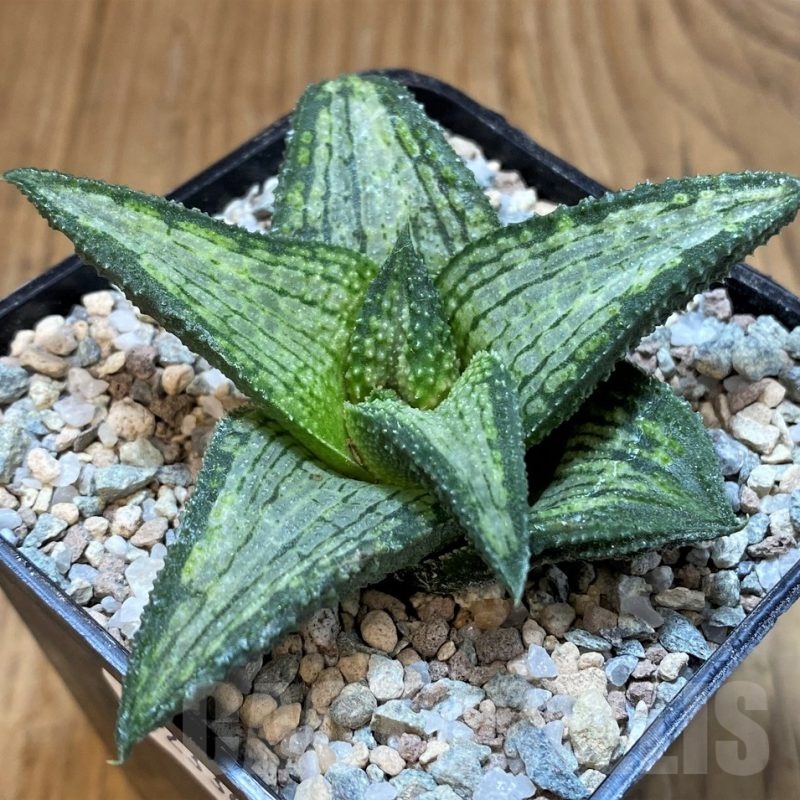 SH23360 Haworthia koelmaniorum T-2