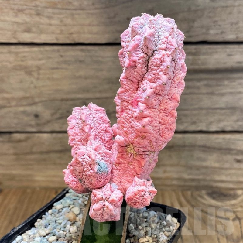 SH23361 Euphorbia abdelkuri 'Damask', grafted