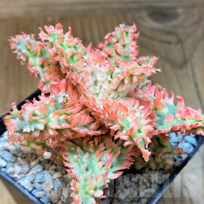 SH23353 Aloe TCT hybrid