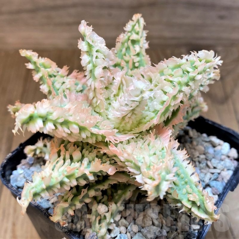 SH23364 Aloe TCT hybrid