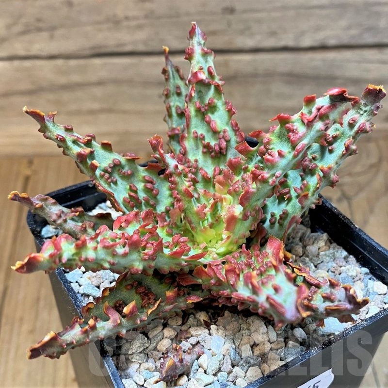 SH23365 Aloe TCT hybrid