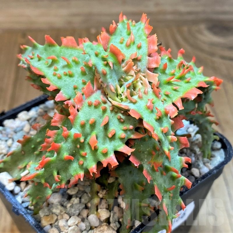 SH23366 Aloe TCT hybrid