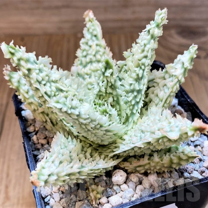 SH23367 Aloe TCT hybrid