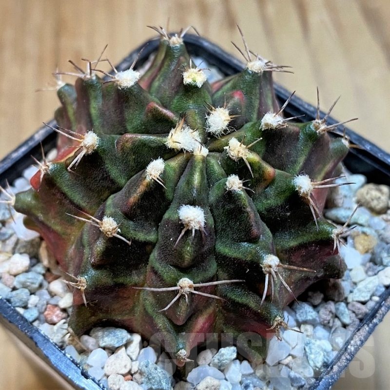 SH23319 Gymnocalycium mihanovichii 'Sos'