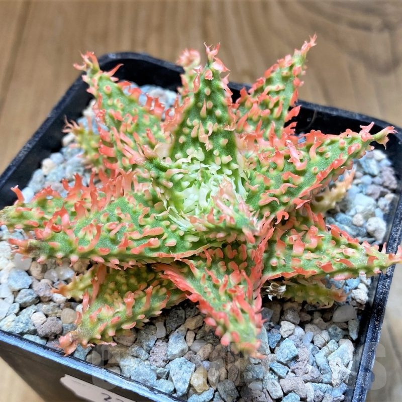 SH23368 Aloe TCT hybrid
