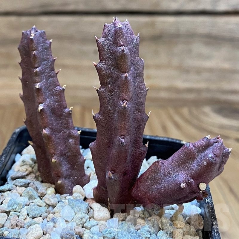 SH23313 Stapelia schinzii