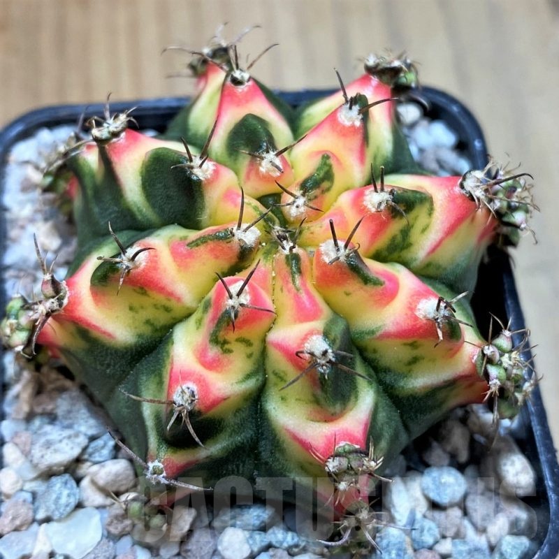SH23321 Gymnocalycium mihanovichii 'Multicolor'