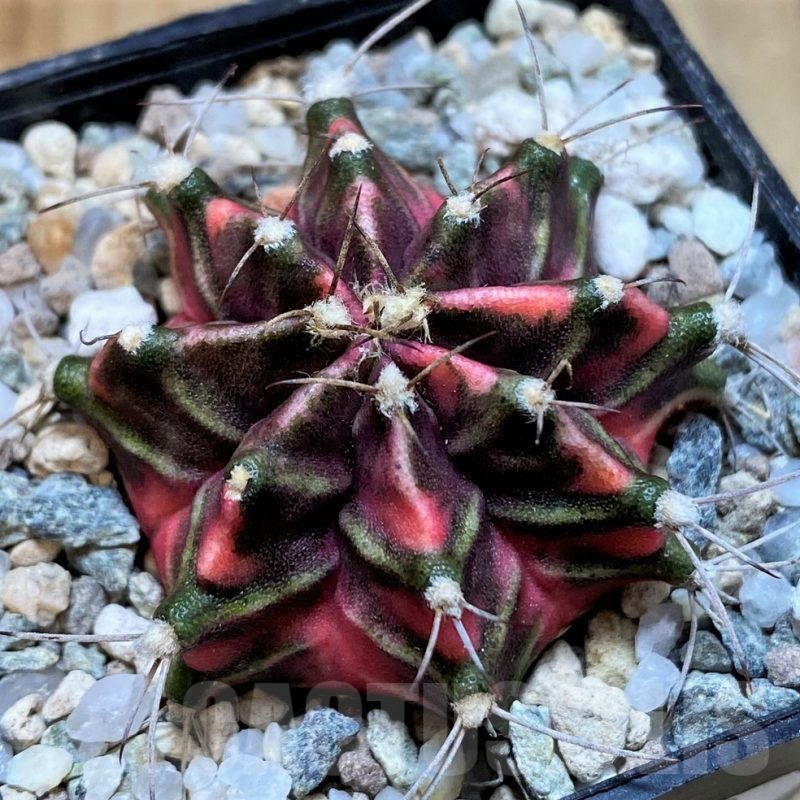 SH23323 Gymnocalycium mihanovichii 'Hell Boy'