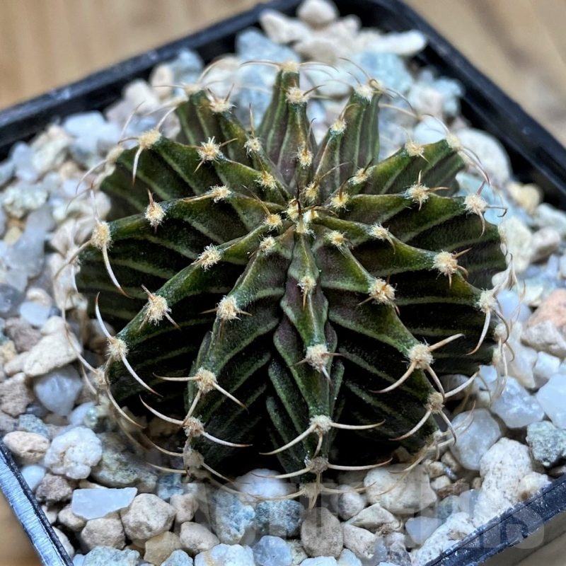 SH23324 Gymnocalycium friedrichii 9R001