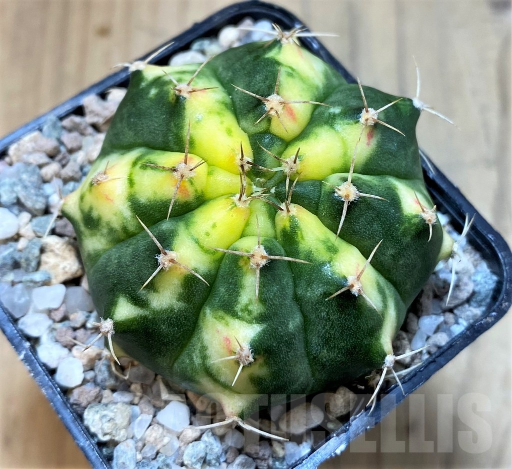 SH23326 Gymnocalycium mihanovichii ‘Pink Pearl’ - Image 2