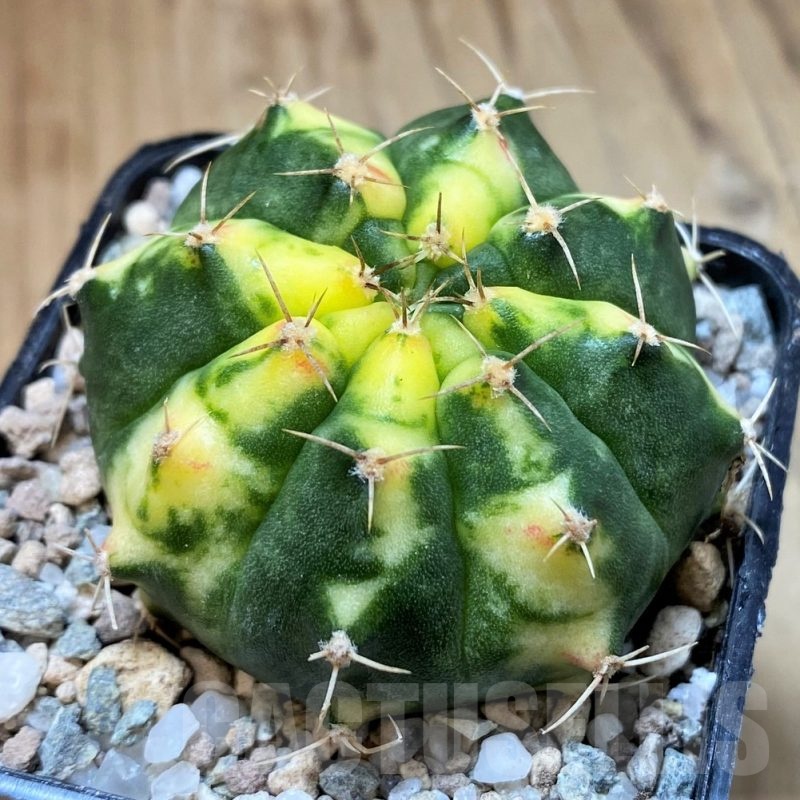 SH23326 Gymnocalycium mihanovichii ‘Pink Pearl’