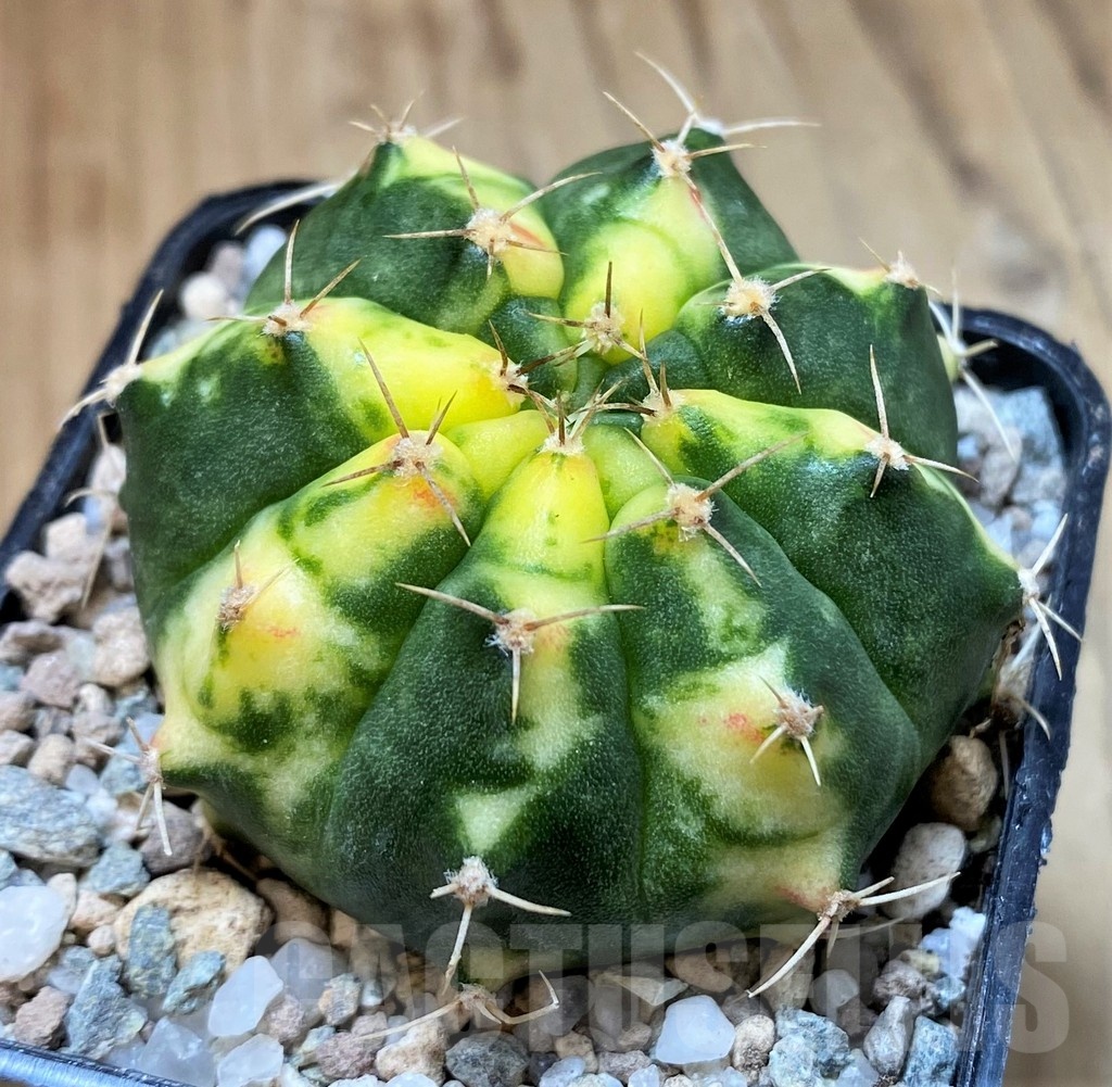SH23326 Gymnocalycium mihanovichii ‘Pink Pearl’