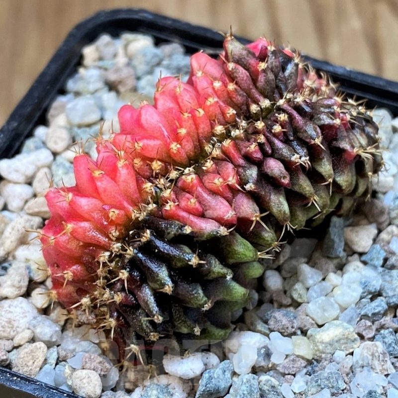SH23327 Gymnocalycium mihanovichii f. cristata variegata