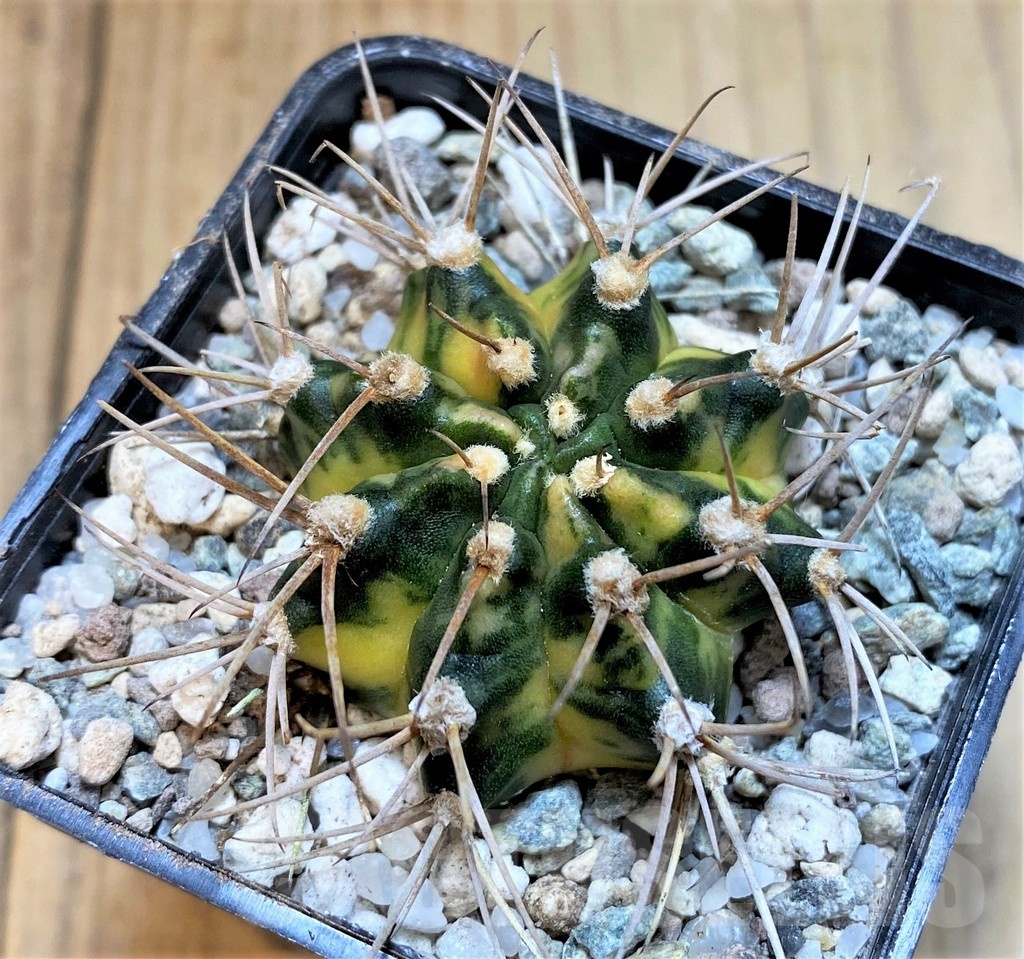 SH23328 Gymnocalycium mihanovichii 'Black Crown' - Image 2