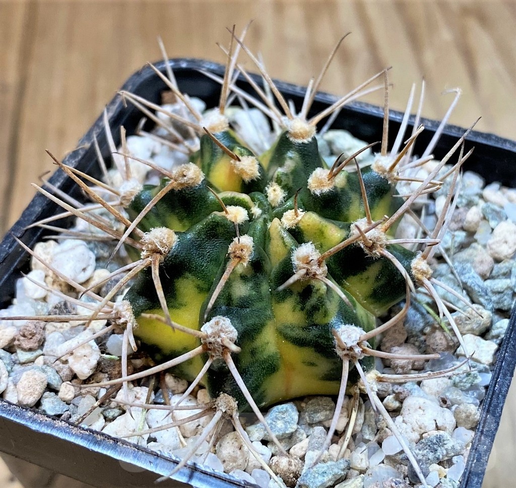 SH23328 Gymnocalycium mihanovichii 'Black Crown'
