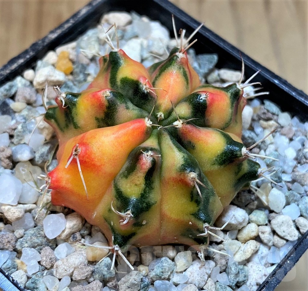 SH23329 Gymnocalycium mihanovichii 'Pearl Andaman'