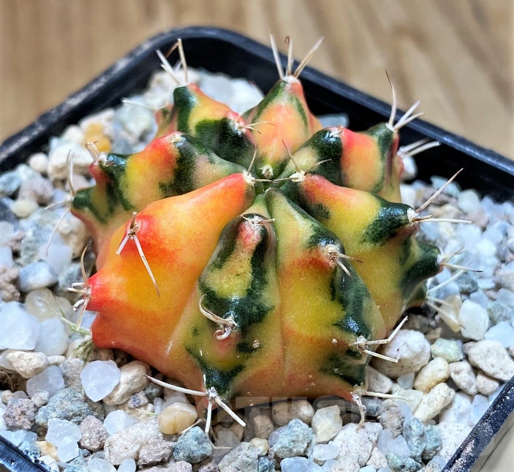 SH23329 Gymnocalycium mihanovichii 'Pearl Andaman' - Image 2