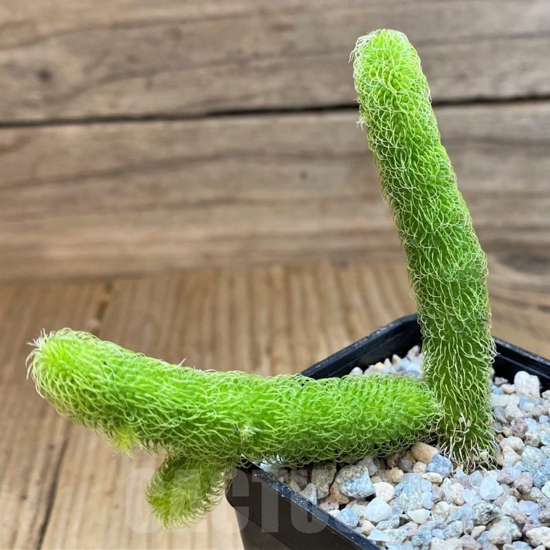 SH23314 Stapelianthus pilosus