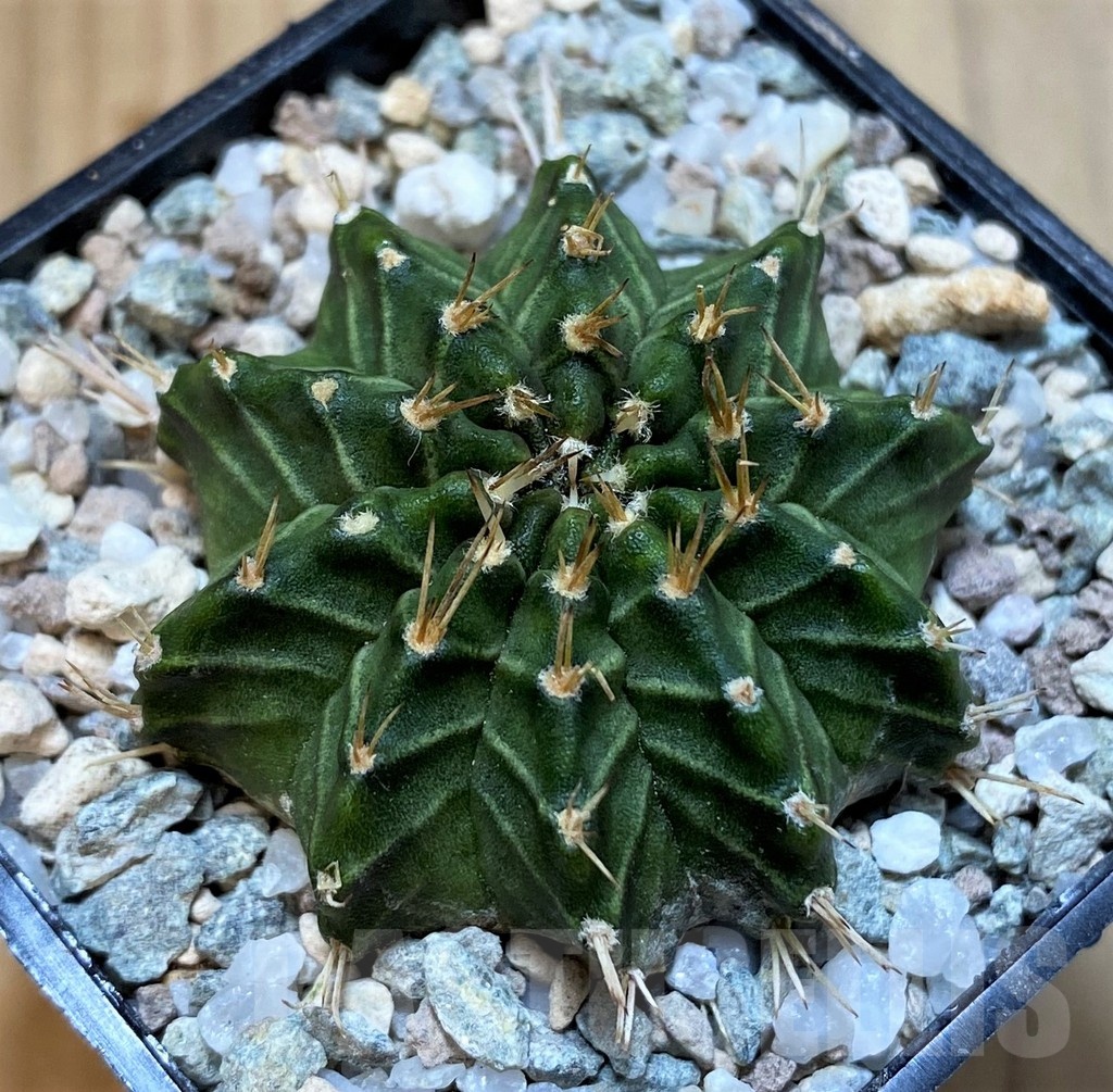 SH23330 Gymnocalycium mihanovichii 'Ravana' - Image 2