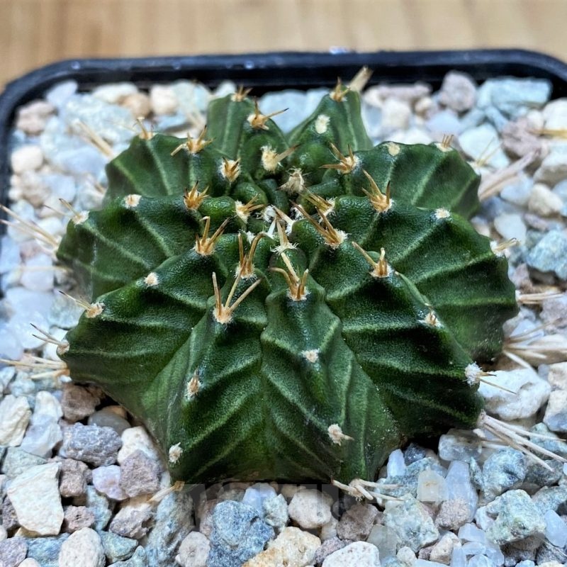 SH23330 Gymnocalycium mihanovichii 'Ravana'