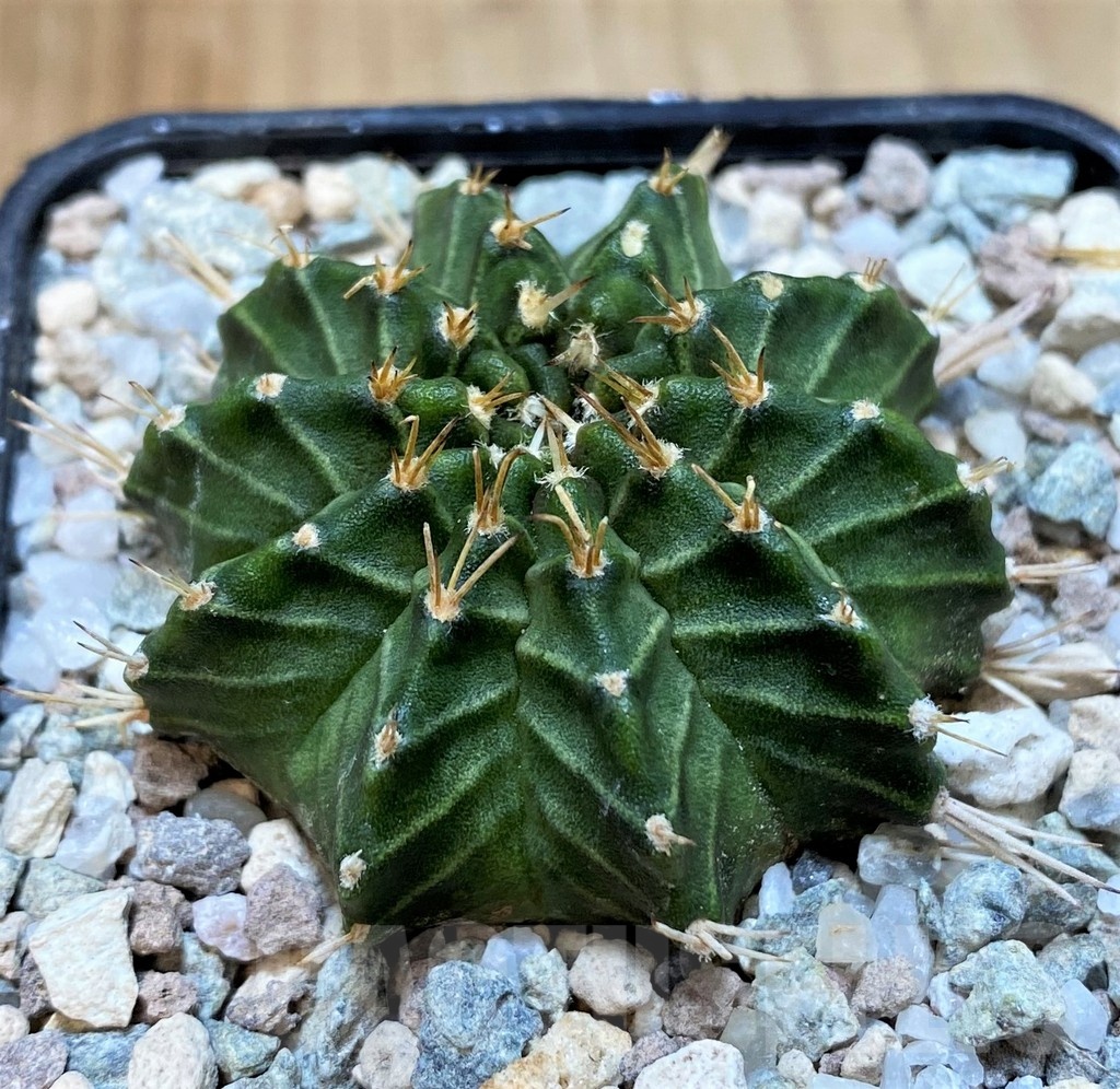 SH23330 Gymnocalycium mihanovichii 'Ravana'