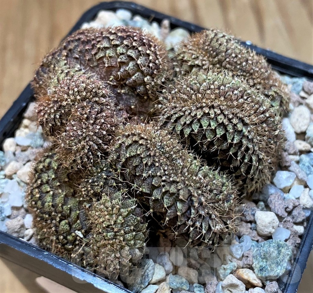 SH23331 Gymnocalycium mihanovichii f. cristata, seedling - Image 2