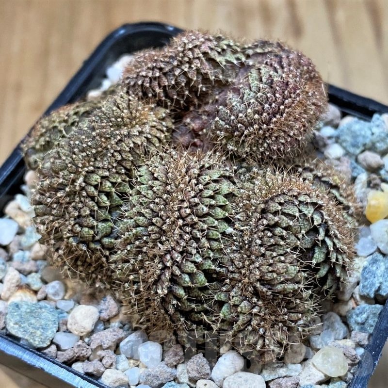 SH23331 Gymnocalycium mihanovichii f. cristata, seedling