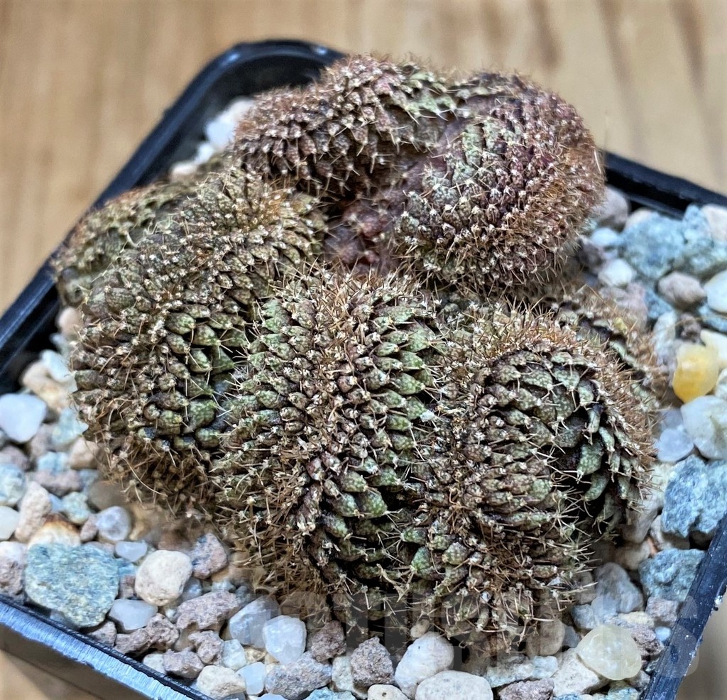 SH23331 Gymnocalycium mihanovichii f. cristata, seedling