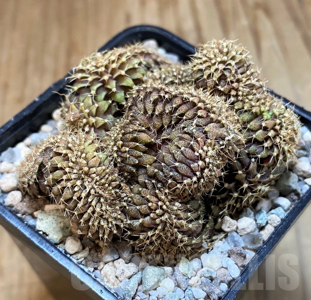 SH23332 Gymnocalycium mihanovichii f. cristata, seedling - immagine 2