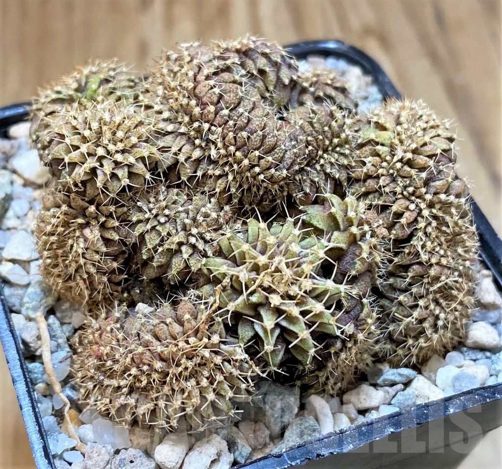 SH23332 Gymnocalycium mihanovichii f. cristata, seedling