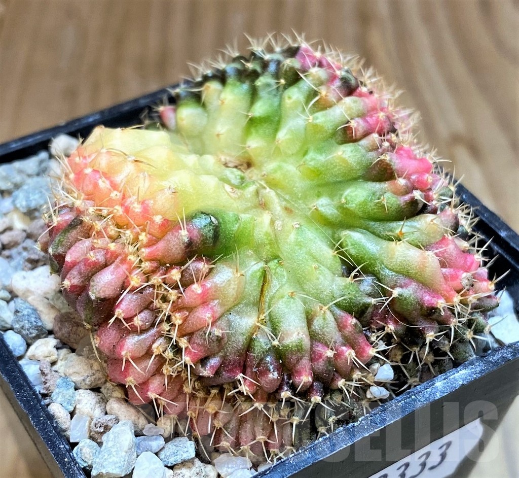 SH23333 Gymnocalycium mihanovichii f. cristata variegata, seedling – Image 2