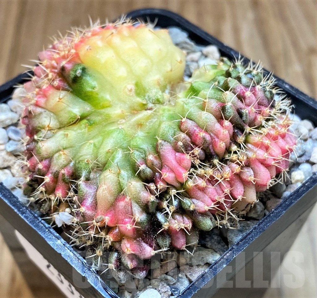 SH23333 Gymnocalycium mihanovichii f. cristata variegata, seedling