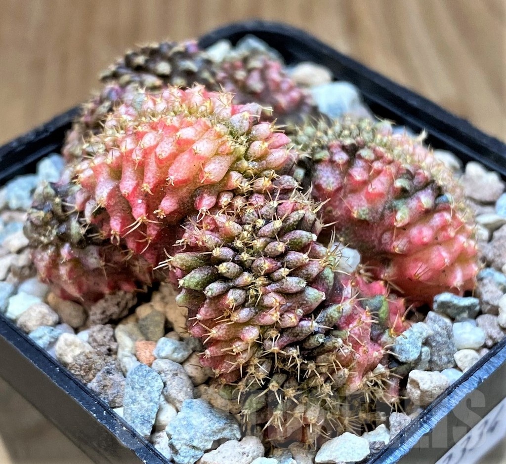 SH23334 Gymnocalycium mihanovichii f. cristata variegata, seedling
