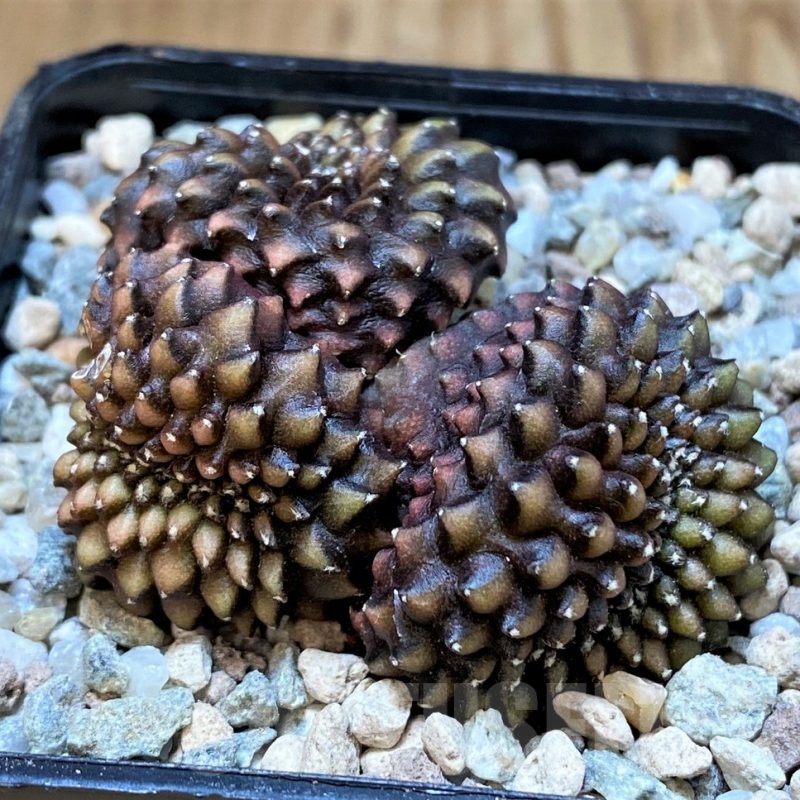 SH23335 Gymnocalycium mihanovichii 'inermis' f. cristata