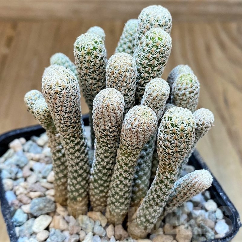 SH23336 Turbinicarpus krainzianus f. monstrosa