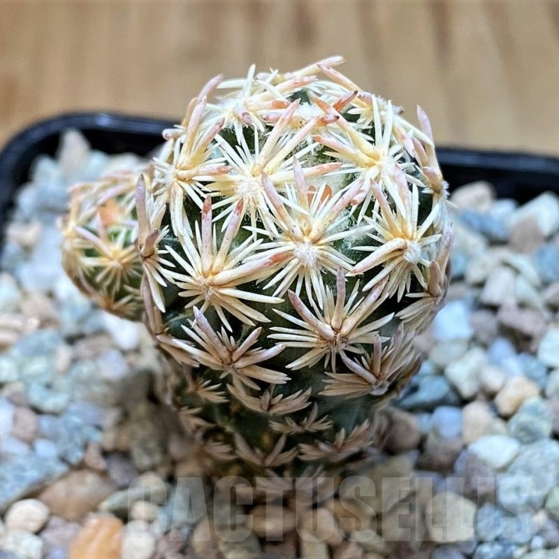 SH23337 Escobaria nellieae