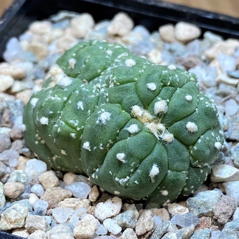SH23338 Astrophytum asterias f. cristata